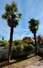Palme adulte da espiantare + conifera