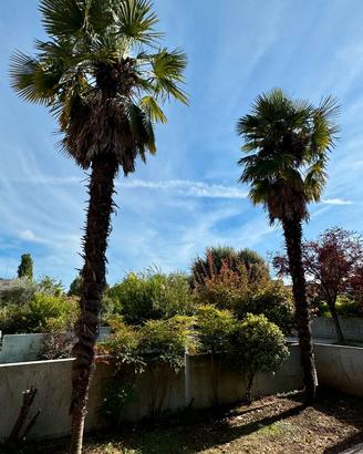 Palme adulte da espiantare + conifera