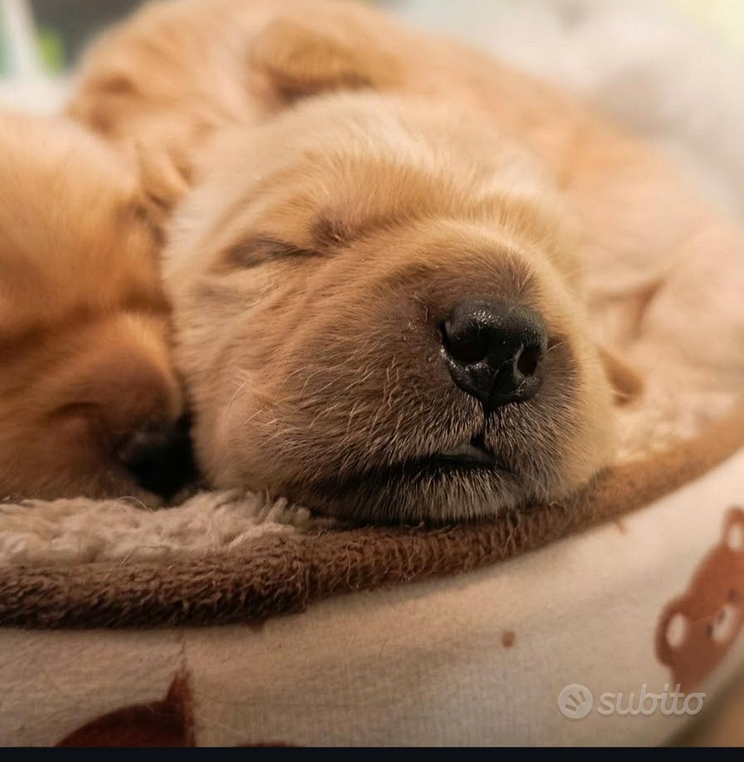Cuccioli Golden Retriever Americano - Animali In vendita a Prato