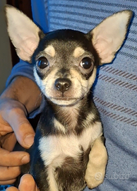 Chihuahua cucciolo maschio