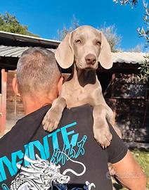 Weimaraner con pedigree Enci Disponibili subito