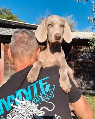 Weimaraner con pedigree Enci Disponibili subito