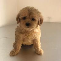 Barboncino maltese cuccioli