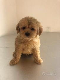 Barboncino maltese cuccioli