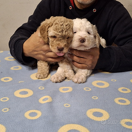 Cuccioli di Lagotto Romagnolo