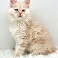 Maine coon red smoke con pedigree