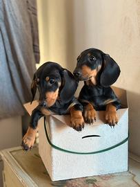 Bassotto tedesco cucciolo