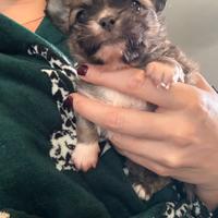 Disponibili cuccioli di chihuahua con pedegree