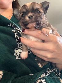 Disponibili cuccioli di chihuahua con pedegree