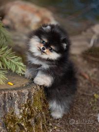 Spitz Di Pomerania Mini