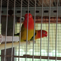 Inseparabili di Fisher e personata