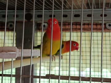 Inseparabili di Fisher e personata