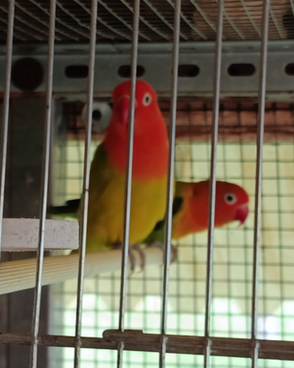 Inseparabili di Fisher e personata