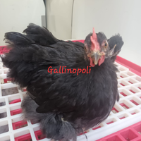 Coppia gallo/gallina Cocincina nana nera