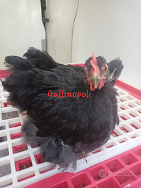 Coppia gallo/gallina Cocincina nana nera
