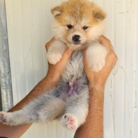 Cuccioli Akita Fulvi