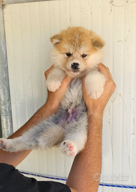 Cuccioli Akita Fulvi