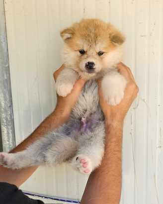 Cuccioli Akita Fulvi