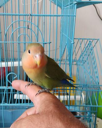 pappagalli inseparabili allevati a mano