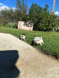 Lagotto romagnolo