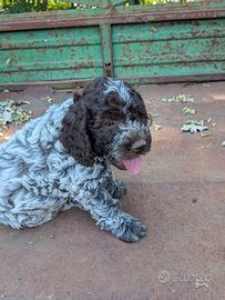 Cuccioli di lagotto romagnolo 