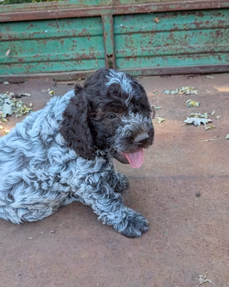Cuccioli di lagotto romagnolo 