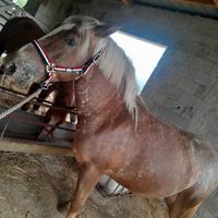 Cavalla aviglinese