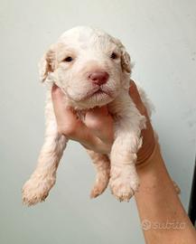 Lagotto romagnolo