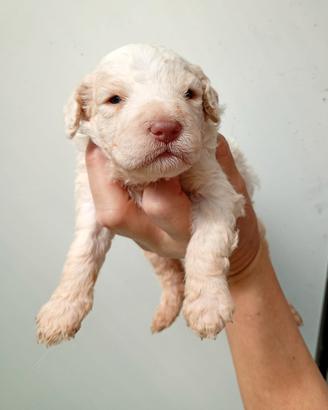 Lagotto romagnolo