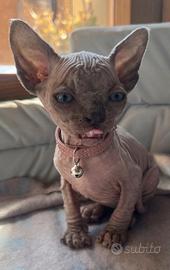 Fenminuccia Sphynx con pedigree disponibile