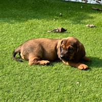 Cucciolo Dachsbracke con Pedigree ENCI