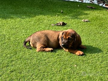 Cucciolo Dachsbracke con Pedigree ENCI