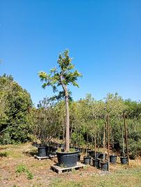 alberi