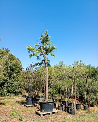 alberi