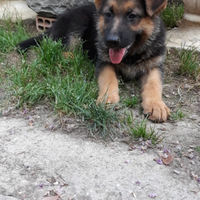 Cucciola di pastore razza pura