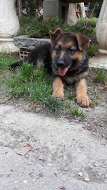 Cucciola di pastore razza pura