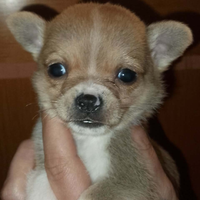 Cucciolo pincher/chihuahua