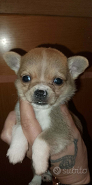Cucciolo pincher/chihuahua