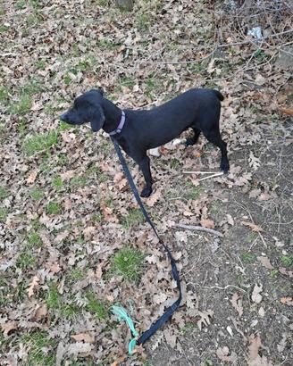 Cane da tartufi