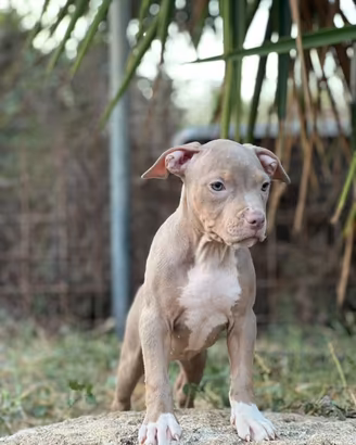 American pitbull terrier