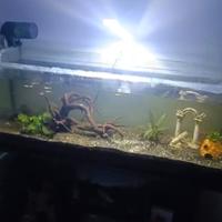 acquario completo di pesci e accessori 