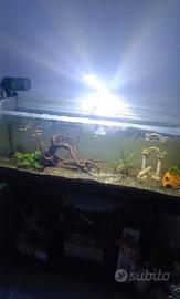 acquario completo di pesci e accessori 