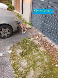 Mei 1 ano e mezzo