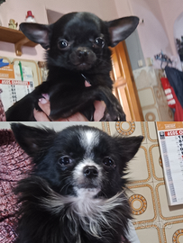 Chihuahua di 9 mesi con pedigree