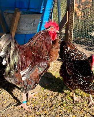 Galline Sussex