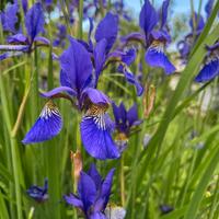 Pianta di iris siberiana - iris sibirica