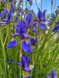 Pianta di iris siberiana - iris sibirica