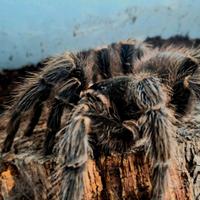 Tarantola femmina Lasiodora parahybana + Terrario