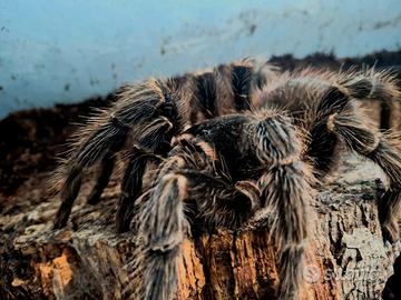 Tarantola femmina Lasiodora parahybana + Terrario