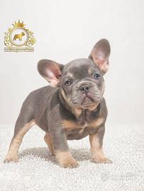 Sublime femminuccia bulldog francese Lilac